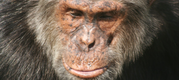 Ape